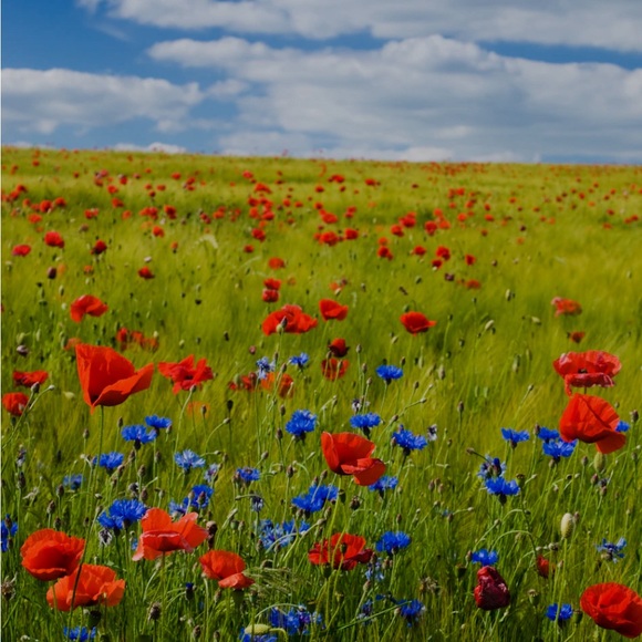 Meet your Posher, Bethany - Picture 1 of 1